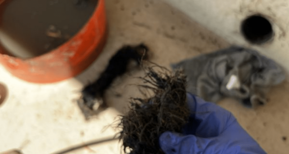 The Most Common Causes of Clogged Drains (and How to Prevent Them)